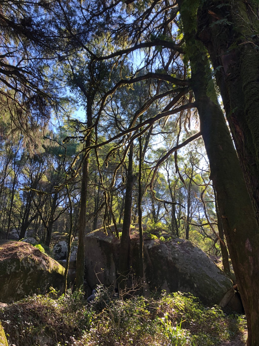 Week 14: Sintra and&nbsp;Alcobaça